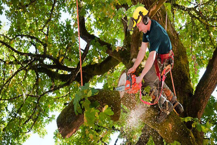 How to Choose the Right Tree Removal Service